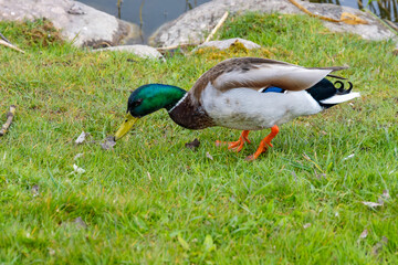 Duck in the park. High quality photo