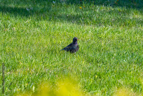 Bird on the grass. High quality photo