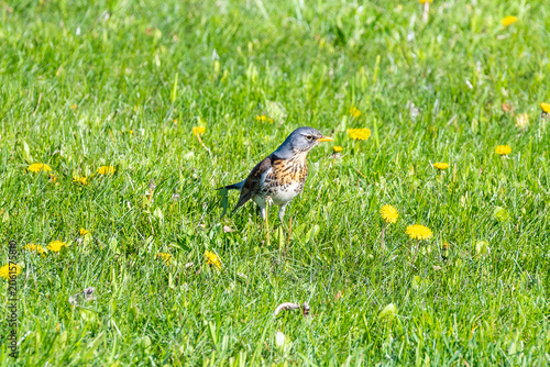 Bird on the grass. High quality photo
