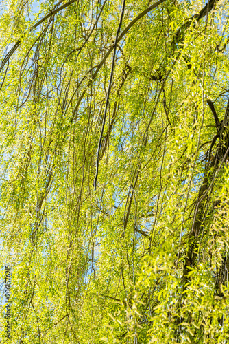 Green trees in the park. Nature and summer concept. High quality photo
