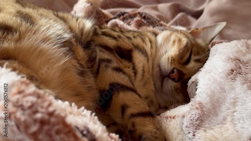Portrait of bengal cat sleeping in it's bed in comfortable blanket, video