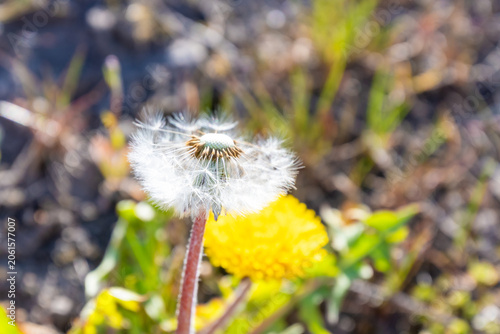 Dandelion on the meadow. Nature and summer concept. High quality photo