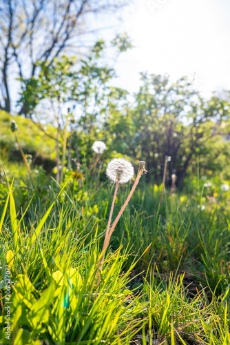 Green grass in the park. Nature and summer concept. High quality photo