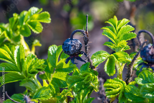 Blueberries in the garden close-up. Nature and summer concept. High quality photo