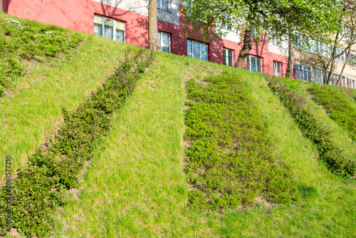 Green grass in the park. Nature and summer concept. High quality photo