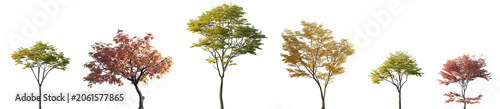 Foto Set of autumn Sapindus mukorossi autumn Acer palmatum frontal street trees isola