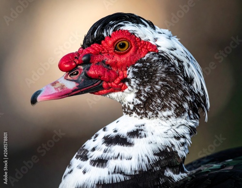 Close-up of a duck's head