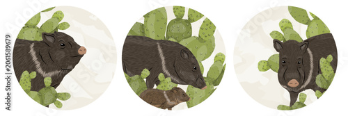 Collared peccary and prickly pear cactus vector round icon set. Cute javelina family animal character avatars with opuntia succulent, desert nature emblem collection isolated on white background