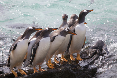 Foto Group of gentoo penguins gathered before going into the ocean to feed