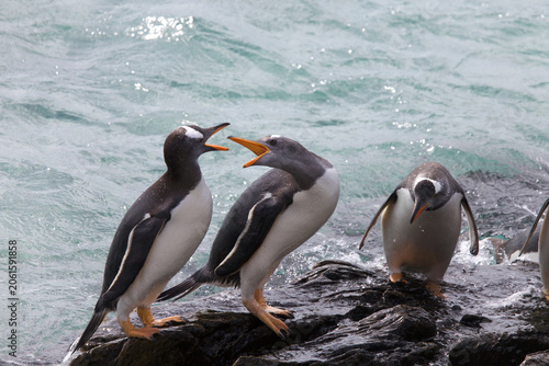 Quadro su tela Gentoo penguins bickering before entering the ocean