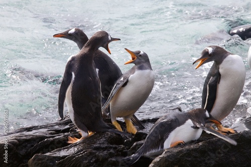 Quadro su tela Gentoo penguins bickering before entering the ocean