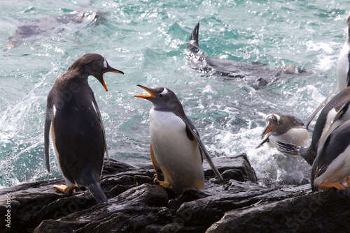 Foto Gentoo penguins bickering before entering the ocean