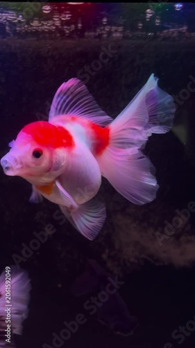 Pair of Beautiful Oranda Goldfish Swimming in Aquarium