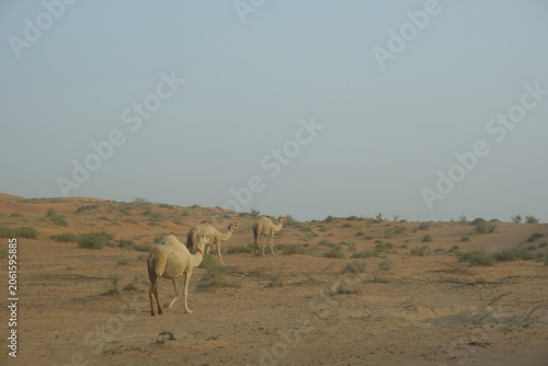 Photography camels in the savannah