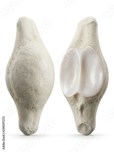 Anatomical view of a horse patella bone, showing both the anterior surface and the articular surface isolated on white background