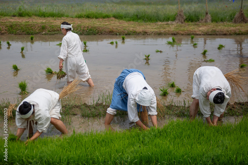 Quadro em tela Reenactment of traditional Korean rice planting with villagers working in a paddy field during a rural folk festival