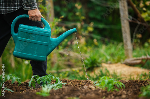 Watering tomato seedlings after planting. Freshly planted tomato seedlings being watered in garden soil. Vegetable growing and home farming concept.