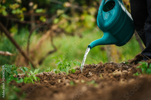 Close-up of watering young tomato plants growing in a garden bed. Organic vegetable gardening outdoors.