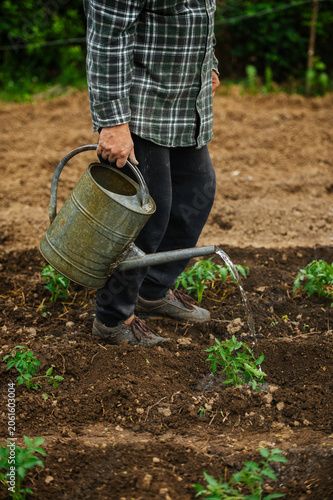 Gardener carrying watering can while caring for newly planted tomato seedlings in vegetable garden. Watering tomato seedlings with metal watering can