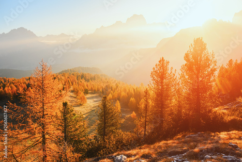 Golden larch trees glow in morning sunlight beneath misty mountain peaks in the Dolomites. Autumn forest landscape with sunbeams and alpine valleys in northern Italy