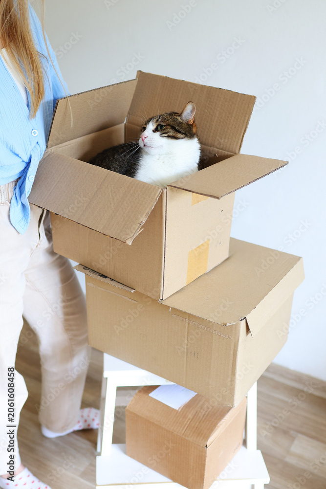 Fototapeta premium Curious tabby cat sitting in a cardboard box during moving day, illustrating relocation, pet ownership and a cozy new home.