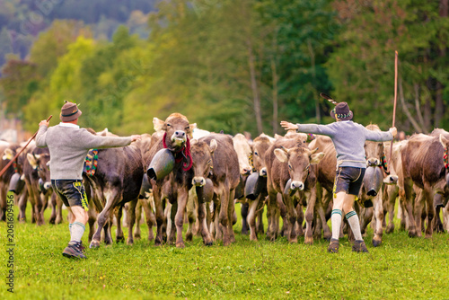 Viehscheid - Allgäu - Herde - Ankunft - Kühe