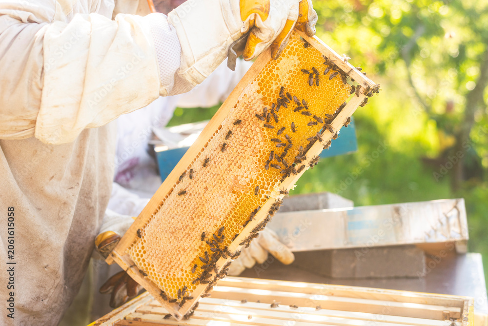 Ταπετσαρία Professional apiarist inspecting a beehive frame covered in honey bees during a
