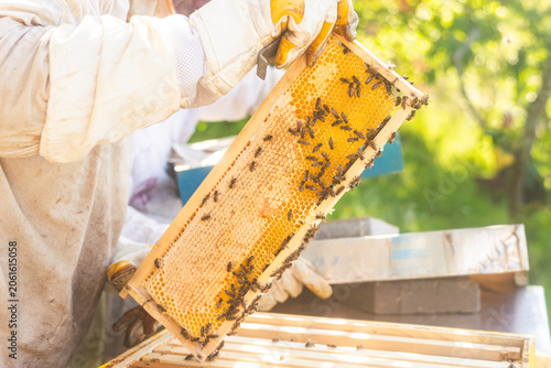 фотографія Professional apiarist inspecting a beehive frame covered in honey bees during a