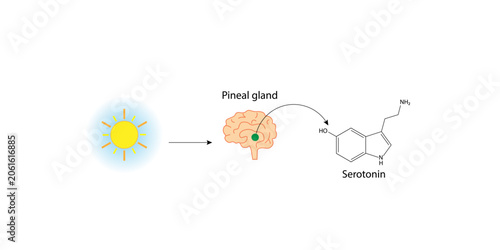 Obraz na plátne Serotonin, mood stabilizer, monoamine neurotransmitter