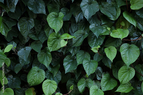 Natural Betel Leaf Foliage with Vibrant Green Texture