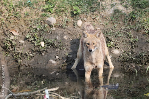 Photography The Indian jackal (Canis aureus indicus), also known as the Himalayan jackal, is a subspecies of golden jackal