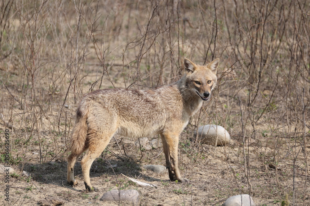 Fototapeta premium The Indian jackal (Canis aureus indicus), also known as the Himalayan jackal, is a subspecies of golden jackal. This photo was taken in North Inidia.