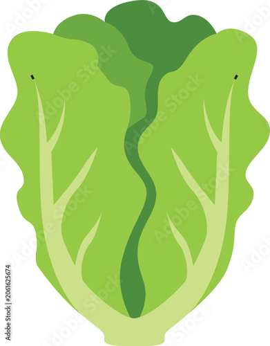 vector illustration of a green cucumber