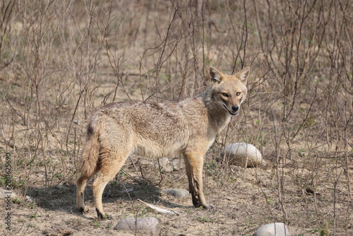 Photography The Indian jackal (Canis aureus indicus), also known as the Himalayan jackal, is a subspecies of golden jackal