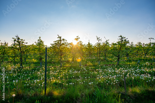 View of an apple orchard at sunset with warm golden light over a meadow filled with faded dandelions and their fluffy seed heads in the foreground peaceful rural landscape sunlight