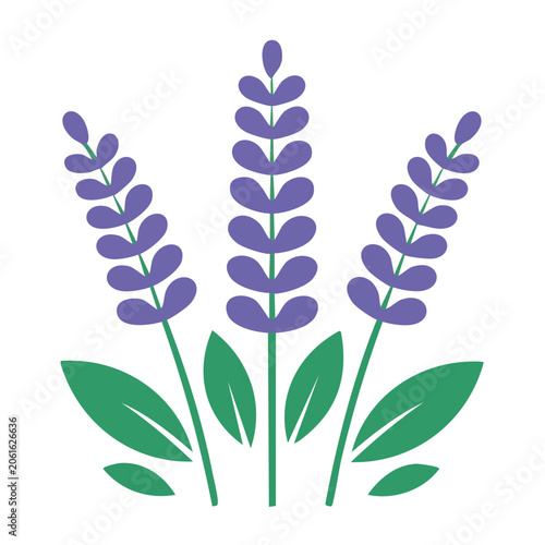 Flat design icon of lavender flowers and leaves