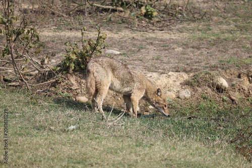 Photography The Indian jackal (Canis aureus indicus), also known as the Himalayan jackal, is a subspecies of golden jackal