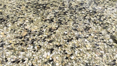 Tadpoles Swimming Over Pebbles In Shallow Pond Water During Spring Amphibian Development