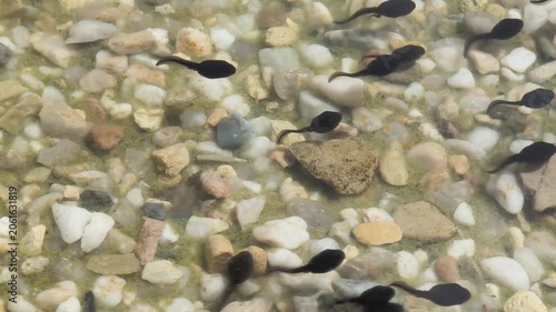 Tadpoles Swimming Over Pebbles In Shallow Pond Water During Spring Amphibian Development
