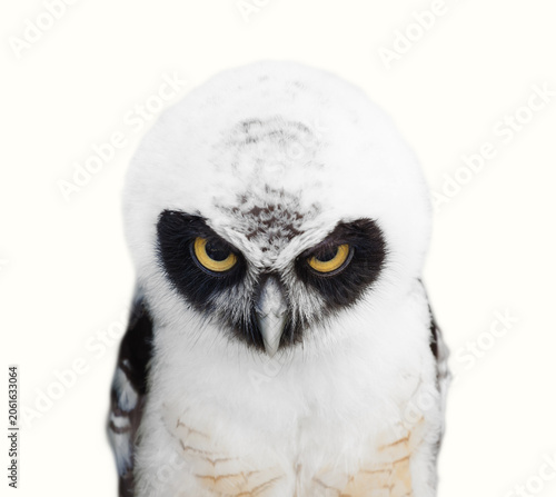 Portrait of Spectacled Owl