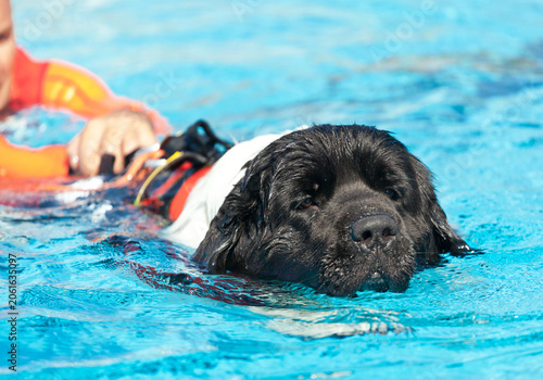Newfoundland dog training for water rescue in a pool