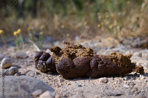 Obraz na plátně close-up of a dog's poop