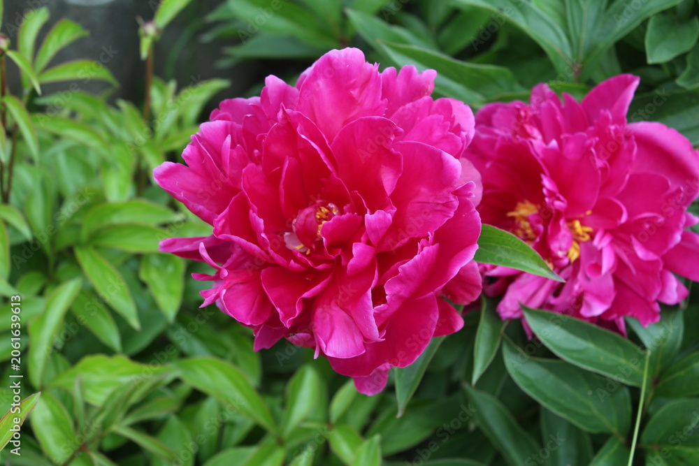 Fototapeta premium Fragrant peonies