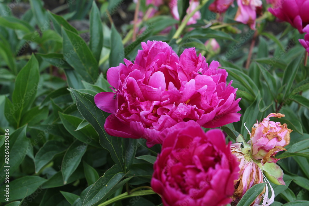 Fototapeta premium Peonies in the garden