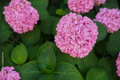 Hydrangea pink blooms with green leaves in a garden setting, closeup petals and lush foliage under soft natural light, vibrant floral detail