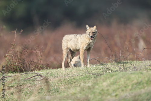 Canvas Print The Indian jackal (Canis aureus indicus), also known as the Himalayan jackal, is a subspecies of golden jackal