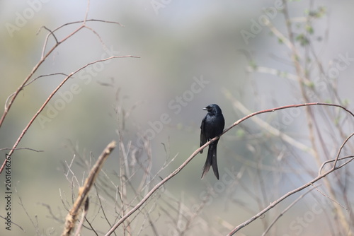 Photography The black drongo (Dicrurus macrocercus albirictus) is a small Asian passerine bird of the drongo family Dicruridae