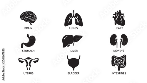 Human Internal Organs Icon Set with Labels - Brain, Lungs, Heart, Stomach, Liver, Kidneys, Uterus, Bladder, and Intestines Silhouettes