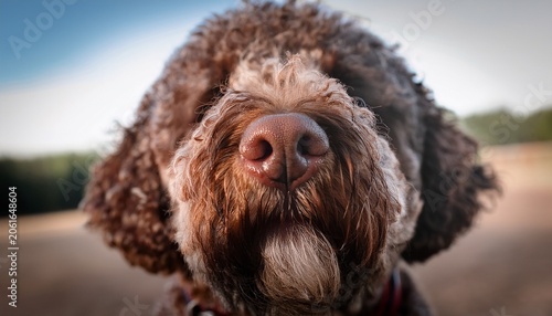 closeup shot of a dogs nose the dog breed is lagotto romagnolo which is known to have enormous capability to use it s nose