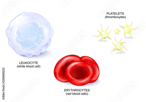 Blood cell types. Formed elements of blood platelets or thrombocytes, white blood cell or Leukocyte, Red blood cells or erythrocytes. Circulatory System.